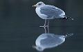 Gråmåke - European Herring Gull (Larus argentatus)ad.vinter